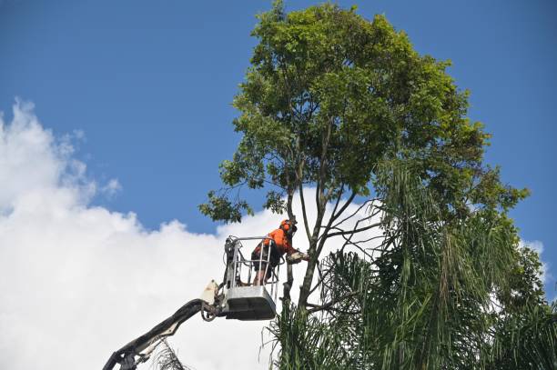 Best Emergency Tree Removal  in , KY